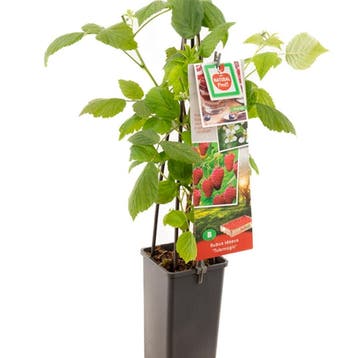 Framboos Tulamagic container (P11) Wit, Tuin en Terras, Verzenden