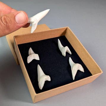 Set van 5 Mako-haaientanden (alleen EU-bieders) Bot - Isurus, Nieuw