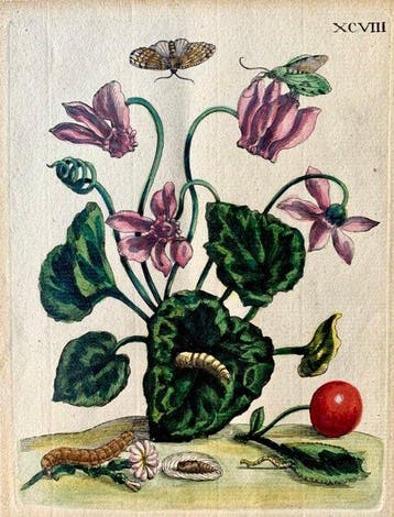 Maria Sibylla Merian (1647–1717) - Ciclamino , Originale