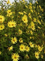 vaste zonnebloem , Helianthus atrorubens / Lemon Queen, Ophalen of Verzenden, Zomer, Vaste plant, Volle zon