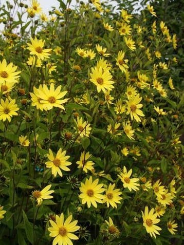 vaste zonnebloem , Helianthus atrorubens / Lemon Queen, Ophalen of Verzenden, Zomer, Vaste plant, Volle zon
