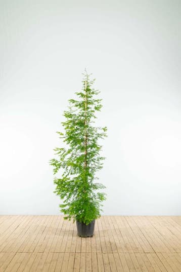 Metasequoia glyptostroboides beveerd 20/25