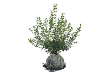 Schijnhulst, Osmanthus, Witbloeiend en Wintergroen UNIEK, Tuin en Terras, Ophalen of Verzenden, Haag, Minder dan 100 cm