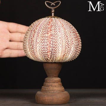 Grote decoratieve zee-egel. schelp - Hoogte: 220 mm -, Verzamelen