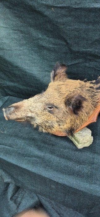 Wild zwijn Taxidermie volledige montage - Sus scrofa -, Antiek en Kunst