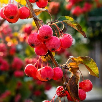 Malus Red Sentinel CAC container (P29) roze, Wit, Verzenden