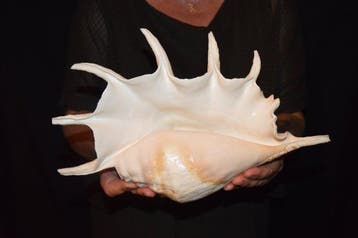 Zeeslak Zeeschelp - SM-90 LAMBIS TRUNCATA (Zonder, Antiek en Kunst