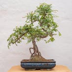 Japanese iep bonsai (Zelkova) - Hoogte (boom): 57 cm -
