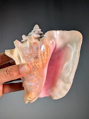 Queen Conch - (alleen EU-bieders) Zeeschelp - Lobatus Gigas, Nieuw