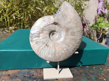 Ammoniet - Gefossiliseerd dier - Aioloceras (Cleoniceras)