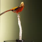 Goudfazant Taxidermie Opgezette Dieren By Max, Ophalen of Verzenden, Nieuw, Vogel, Opgezet dier