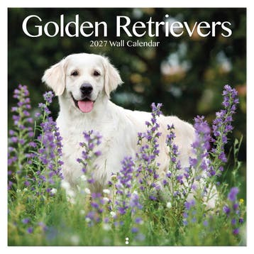 Golden Retrievers kalender 2027, Ophalen of Verzenden, Nieuw in verpakking