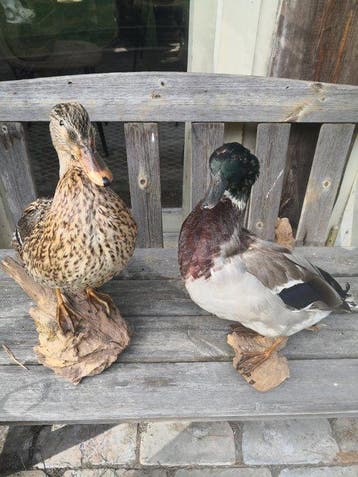 Stockenten Taxidermie wandmontage - Anas platyrhynchos - 40, Nieuw