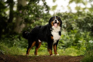 Berner sennen dekreuen met stamboom HD-A en ED-vrij getest, Nederland, Parvo, Reu, Meerdere