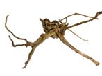 Driftwood Selected DW29 - 45x30x25cm (Small drift wood), Dieren en Toebehoren, Vissen | Aquaria en Toebehoren, Ophalen of Verzenden
