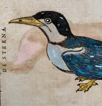 Conrad Gesner - Vogelbuch - 1617, Antiek en Kunst