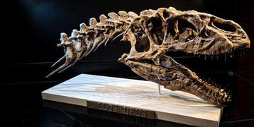 Replica Allosaurus 43 cm - Fossiele schedel