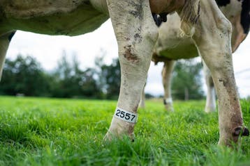 Proefpakket pootbanden - 10 stuks, Verzenden, Veehouderij, Melktechniek