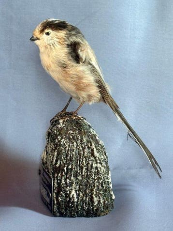 Codibugnolo Taxidermie volledige montage - Aegithalos, Nieuw