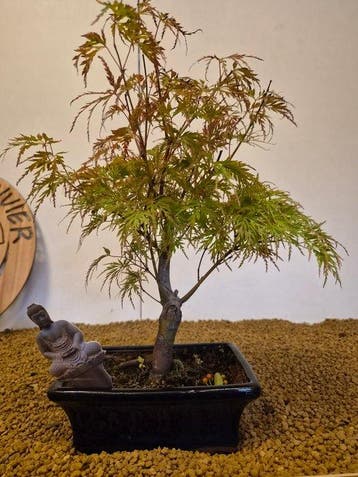 Japanese maple bonsai (Acer palmatum) - Hoogte (boom): 35 cm
