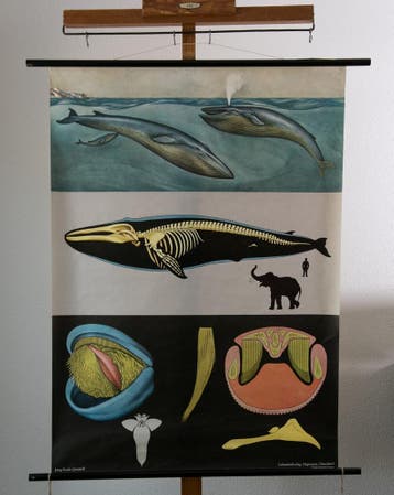 SCHOOLPLATENSHOP.NL voor schoolplaten en ........., Antiek en Kunst, Antiek | Schoolplaten, Natuur en Biologie