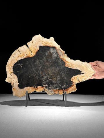 C - Prachtige plak versteend hout op een op maat gemaakte