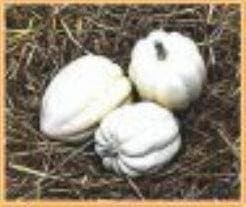 White Swan Acorn pompoen basiseenheid zaden, Ophalen of Verzenden, Nieuw