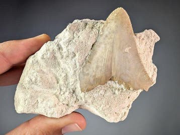 Grote witte haaitand op Natural Matrix - Fossiele tand -