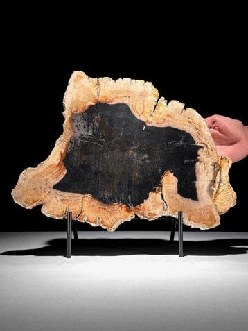 Indrukwekkende grote snede van versteend hout op een op maat