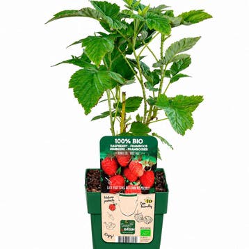 Framboos `Heritage` container (P13) lichtroze, Wit, Verzenden