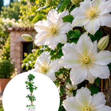 Clematis ‘Guernsey Cream’ (Grootbloemig, Vroegbloeiend), Verzenden, Overige soorten, Struik