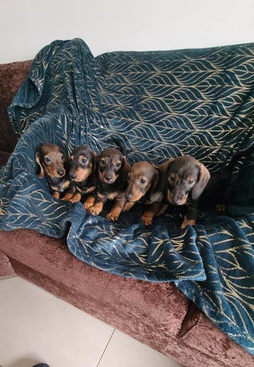 nestje dwergteckel pups!, Dieren en Toebehoren, Parvo, 8 tot 15 weken, Meerdere, Nederland