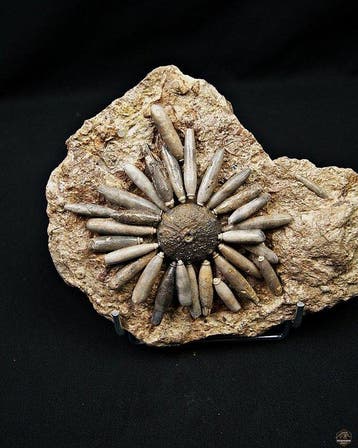 Zee-egel - Gefossiliseerd dier - Asterocidaris bistriata, Verzamelen