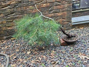 Den bonsai (Pinus) - Hoogte (boom): 50 cm - Diepte (boom):, Antiek en Kunst