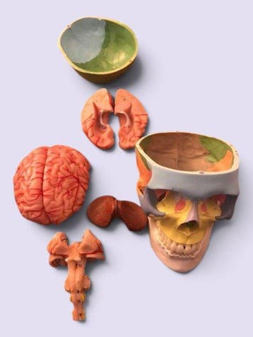 sculptuur, Teschio umano con cervello - 15 cm - Plastic