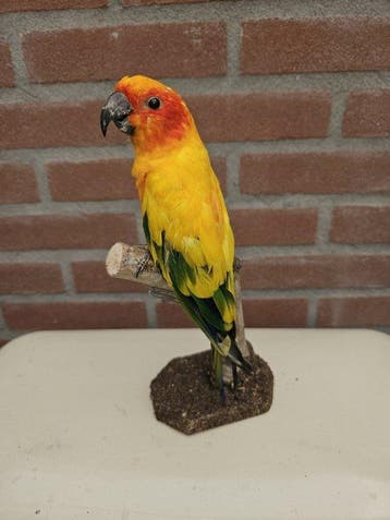 zon Parkiet Taxidermie volledige montage - Aratinga, Nieuw