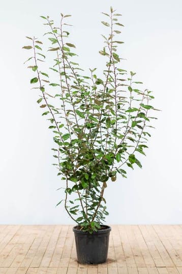 Olijfwilg Elaeagnus Ebbingei 175-200 cm - Pot