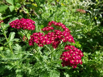 Groot assortiment Vaste planten, bodembedekers,siergrassen,, Tuin en Terras, Volle zon, Vaste plant, Zomer, Ophalen