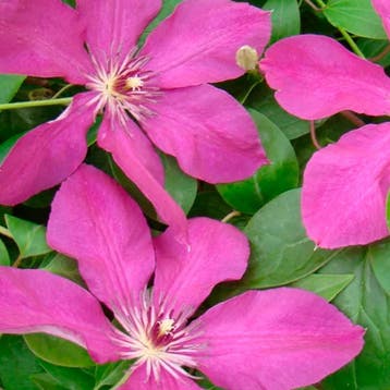 Clematis Kommerei container (C2) Sierplanten, Rood, Verzenden, Overige soorten, Struik