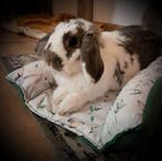 Bunny Snuggle Hop en Flop bed voor konijn NIEUW HANDGEMAAKT, Ophalen of Verzenden, Nieuw, Verzorging