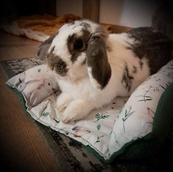 Bunny Snuggle Hop en Flop bed voor konijn NIEUW HANDGEMAAKT, Ophalen of Verzenden, Nieuw, Verzorging