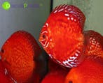 +++ EXCLUSIEVE WEISSFLOG DISCUSVISSEN +++ discus discusvis, Vis, Zoetwatervis, Schoolvis