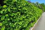 Beuk / Haagbeuk Carpinus Betulus Haag 175-200 Pot, Tuin en Terras