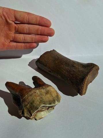 Wolharige neushoorn - Fossiele tand - Coelodonta