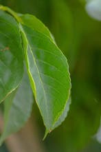 Fraxinus excelsior Nana bolvorm 10/12 225cm stam
