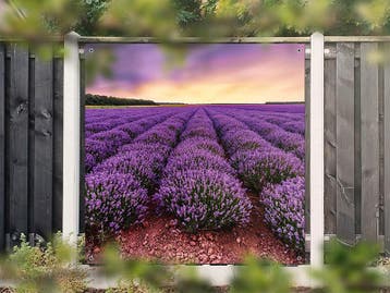 NR 1408: Tuinposter lavendelveld 180x180cm, Nieuw