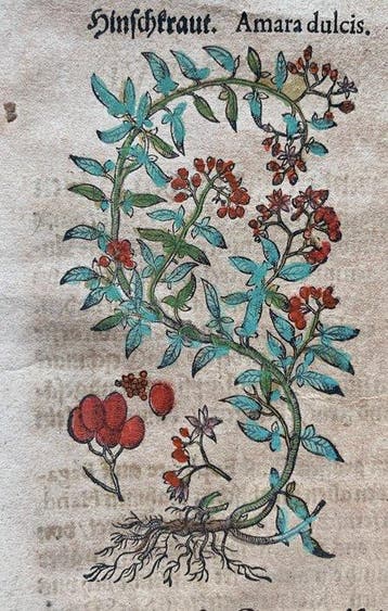 Pietro Andrea Mattioli - Contemporary hand-coloured leaf
