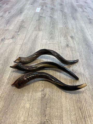 Antiek Judaica (3) - Hoorn - gepolijste natuurlijke hoorns, Antiek en Kunst