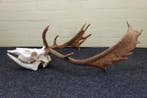 Fallow Buck Trophy Schedel - Dama dama - 35 cm - 80 cm - 60, Nieuw