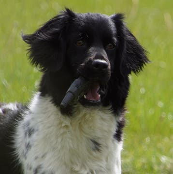 Friese Stabij teef met stamboom, Dieren en Toebehoren, 6 jaar of ouder, Nederland, Parvo, Overige rassen